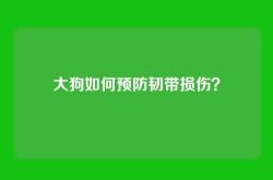 大狗如何预防韧带损伤？