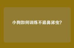 小狗如何训练不追鼻涕虫？
