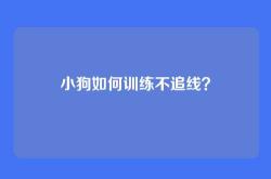 小狗如何训练不追线？