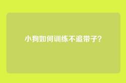 小狗如何训练不追带子？
