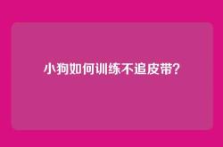 小狗如何训练不追皮带？
