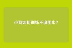 小狗如何训练不追围巾？