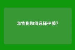 宠物狗如何选择护膝？