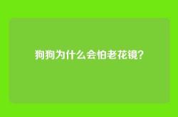 狗狗为什么会怕老花镜？