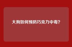 大狗如何预防巧克力中毒？