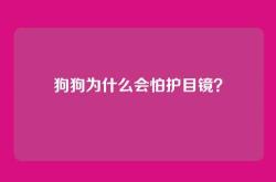 狗狗为什么会怕护目镜？