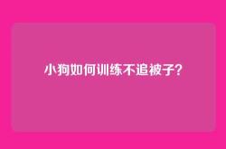 小狗如何训练不追被子？