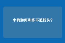 小狗如何训练不追枕头？