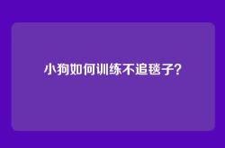 小狗如何训练不追毯子？