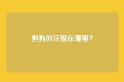狗狗的汗腺在哪里？