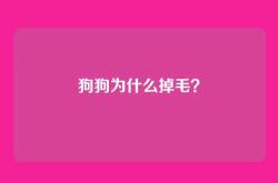 狗狗为什么掉毛？