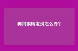 狗狗眼睛发炎怎么办？