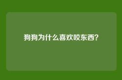 狗狗为什么喜欢咬东西？