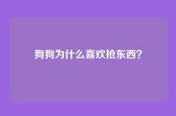 狗狗为什么喜欢抢东西？