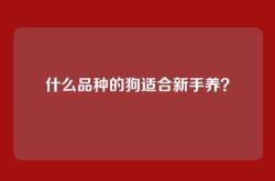 什么品种的狗适合新手养？