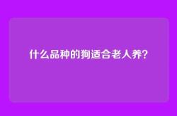 什么品种的狗适合老人养？