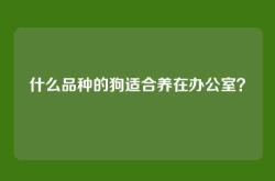 什么品种的狗适合养在办公室？