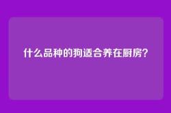 什么品种的狗适合养在厨房？
