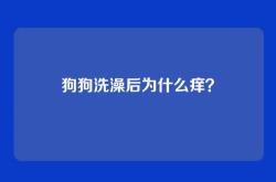狗狗洗澡后为什么痒？