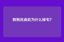狗狗洗澡后为什么掉毛？