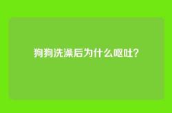 狗狗洗澡后为什么呕吐？