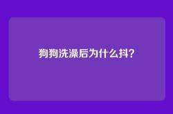 狗狗洗澡后为什么抖？