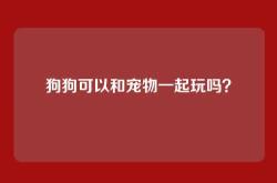 狗狗可以和宠物一起玩吗？