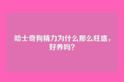 哈士奇狗精力为什么那么旺盛，好养吗？