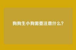 狗狗生小狗需要注意什么？