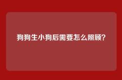 狗狗生小狗后需要怎么照顾？