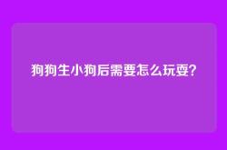 狗狗生小狗后需要怎么玩耍？