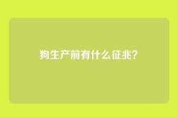 狗生产前有什么征兆？