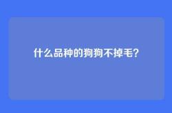 什么品种的狗狗不掉毛？