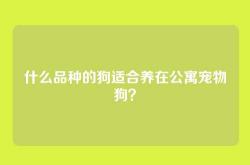 什么品种的狗适合养在公寓宠物狗？