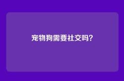 宠物狗需要社交吗？