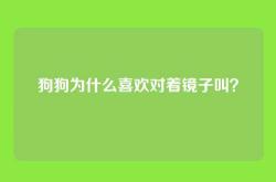 狗狗为什么喜欢对着镜子叫？