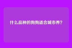 什么品种的狗狗适合城市养？