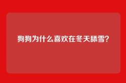 狗狗为什么喜欢在冬天舔雪？