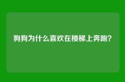 狗狗为什么喜欢在楼梯上奔跑？