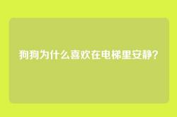 狗狗为什么喜欢在电梯里安静？