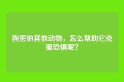 狗害怕其他动物，怎么帮助它克服恐惧呢？