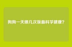 狗狗一天喂几次饭最科学健康？
