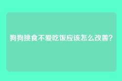 狗狗挑食不爱吃饭应该怎么改善？