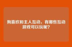 狗喜欢和主人互动，有哪些互动游戏可以玩呢？