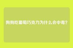 狗狗吃葡萄巧克力为什么会中毒？