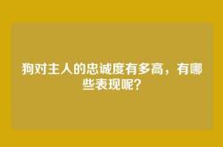 狗对主人的忠诚度有多高，有哪些表现呢？