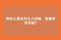狗怎么表达对主人的爱，有哪些信号呢？