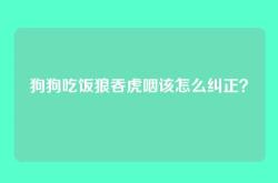 狗狗吃饭狼吞虎咽该怎么纠正？