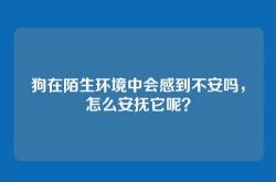 狗在陌生环境中会感到不安吗，怎么安抚它呢？
