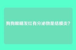 狗狗眼睛发红有分泌物是结膜炎？